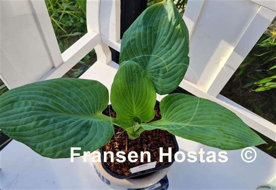 Hosta Generation X